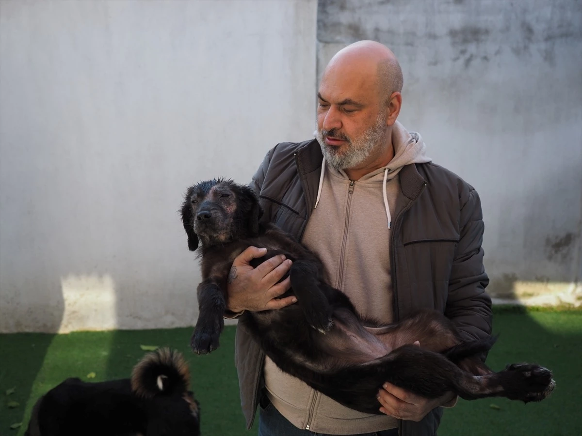 Aydın\'da 117 sahipsiz köpek kısırlaştırıldı