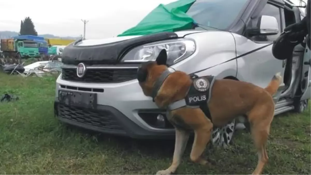 Osmaniye\'de \'Poyraz\' adlı köpek ayın narkotik arama köpeği seçildi