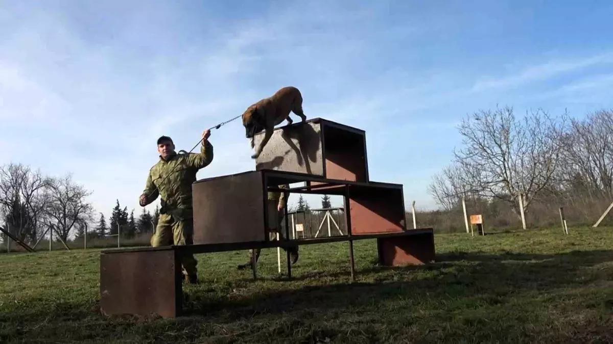 Devriye Köpekleri Mehmetçiğe Destek Veriyor