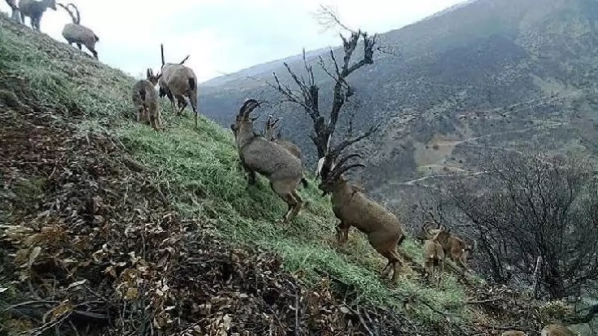 Tunceli\'de ekipler gece gündüz dağlarda kaçak avcı peşinde; 1 haftada 1 milyon lira ceza