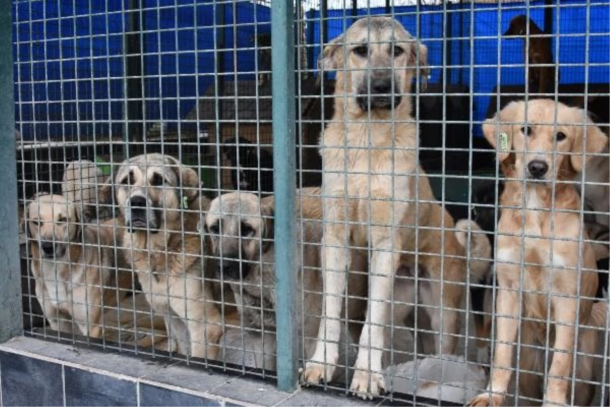 Ankara Valiliği, sahipsiz hayvanlar için tedbirler alınmasını istedi