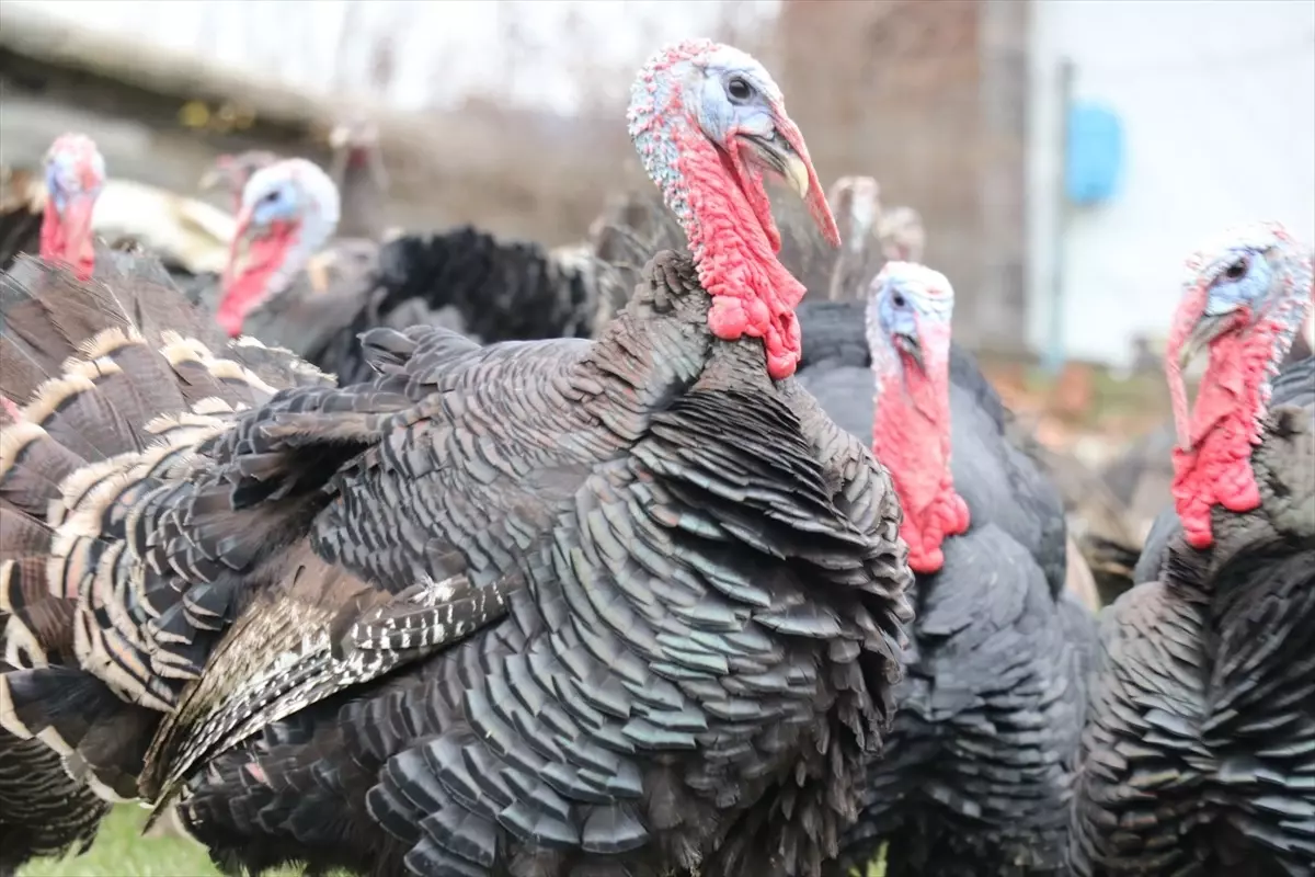 Bolu, Kandıra ve Eflani\'de yetiştirilen hindilere yılbaşı öncesi talep arttı