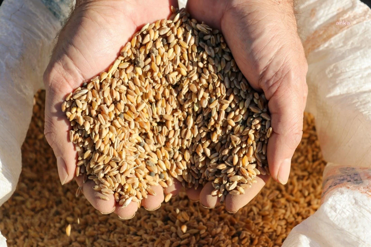 Gazipaşa Belediyesi, yerli karakılçık buğdayını yaşatıyor