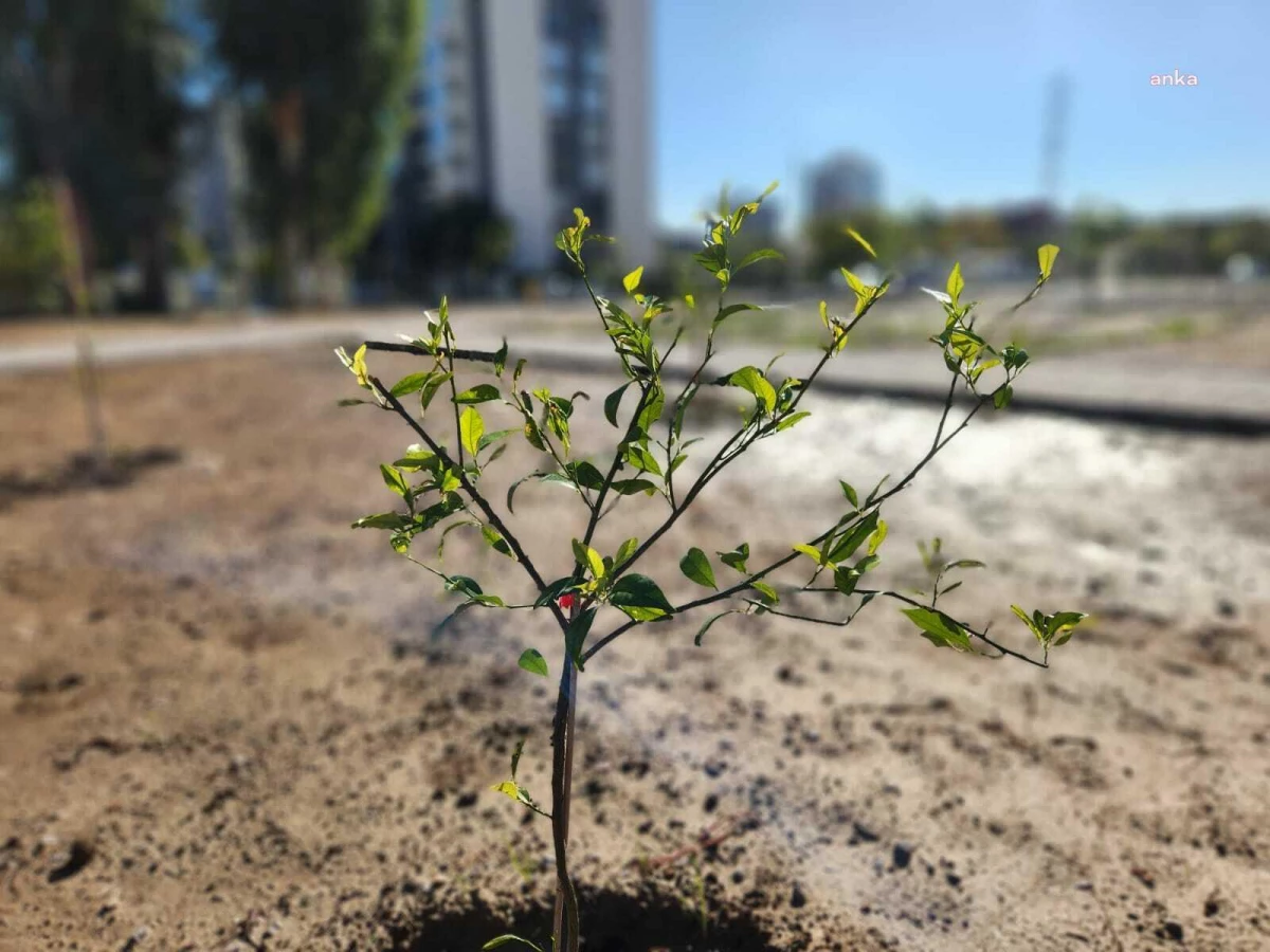 Karşıyaka Belediyesi, meyve bahçeleri oluşturarak kenti dirençli kılıyor