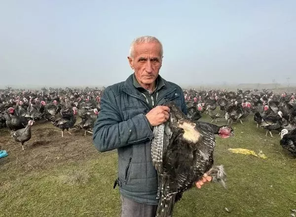 Geçen yıl kilosu 100 liraydı, bu yıl 350! Yılbaşı hindilerine yoğun ilgi var