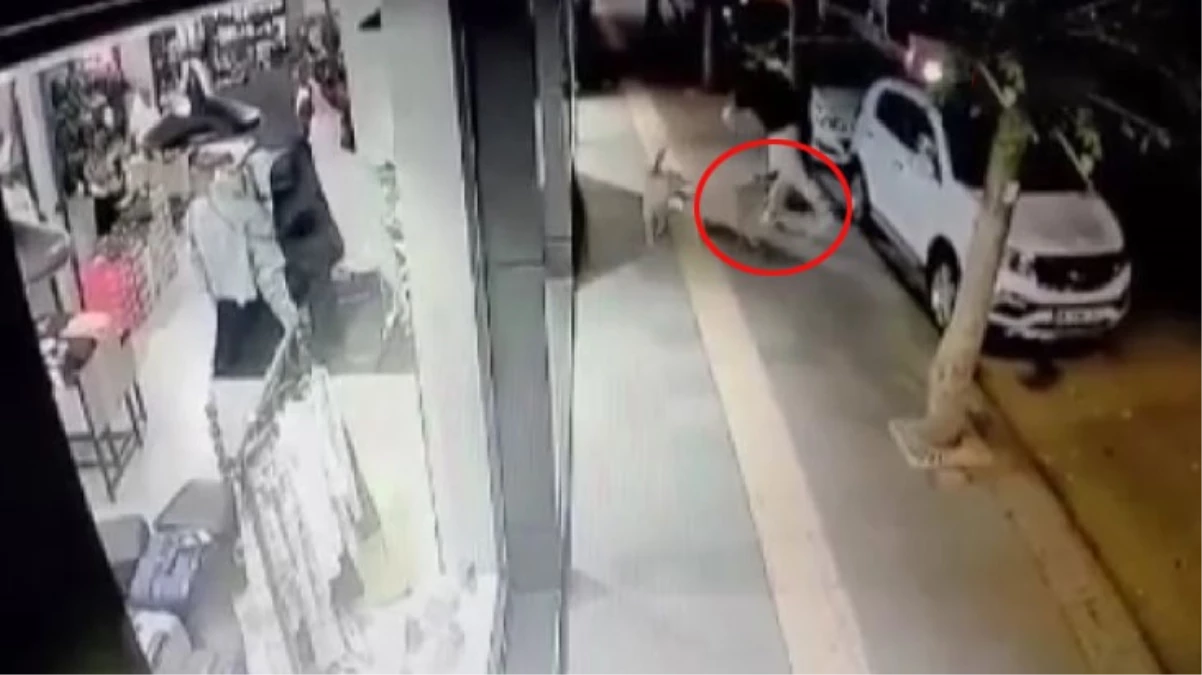 Ankara\'da bir genç başıboş köpeğin saldırısına uğradı! O anlar kamerada