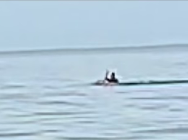 Çift, kızlarının doğum günü için plajda çekim yaparken tesadüfen köpek balığının yaşlı adamı öldürdüğü anları kaydetti