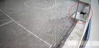 Keçi, öğrencileri takip ederek okula girdi