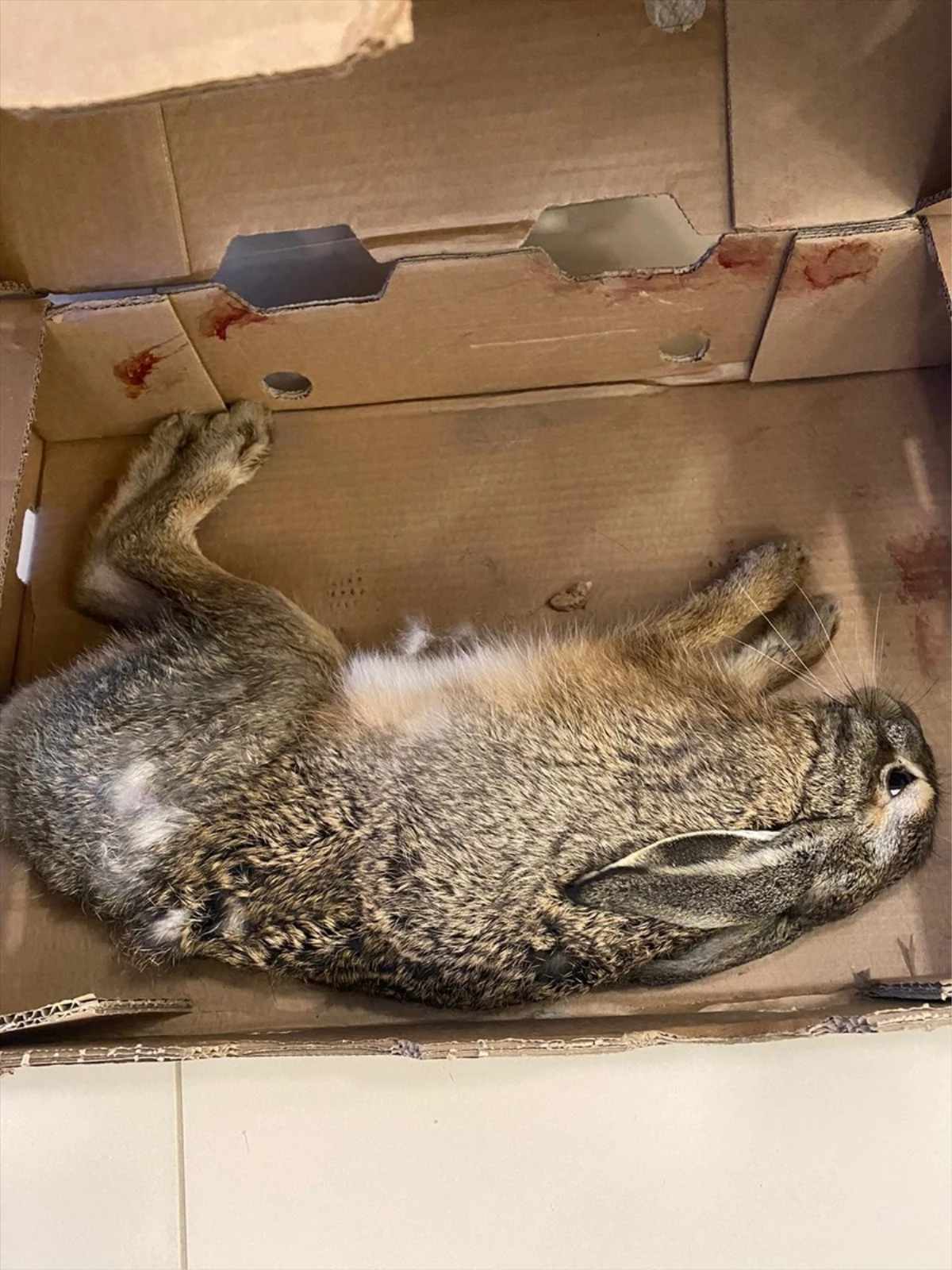 Kırklareli\'de yaralı tavşan koruma altına alındı