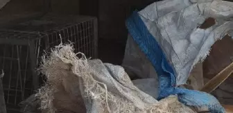 Tarsus'ta 10 köpek zehirlenerek öldürüldü