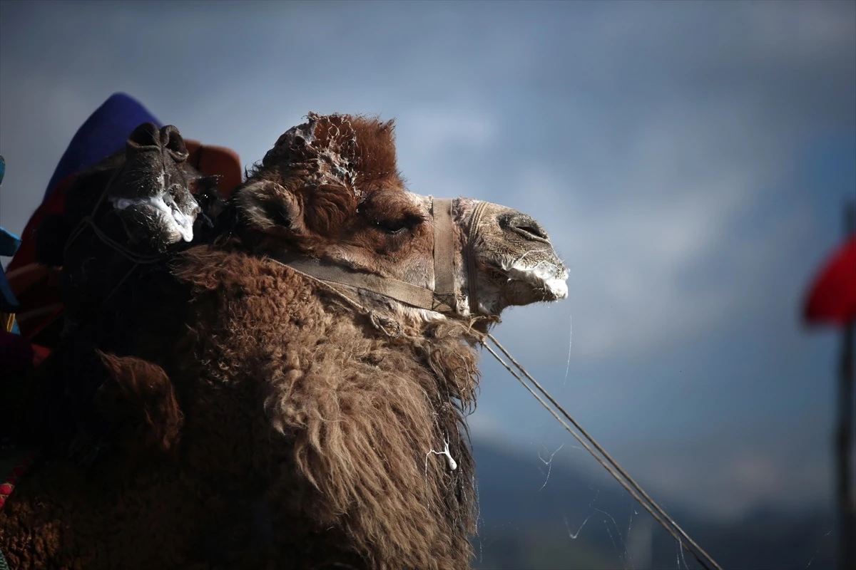 Aydın\'da deve güreşi festivali düzenlendi