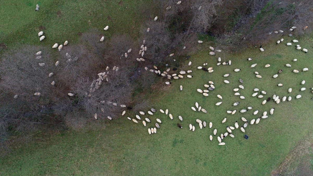 Trabzon\'da çobanlar meralarda mesai yapıyor