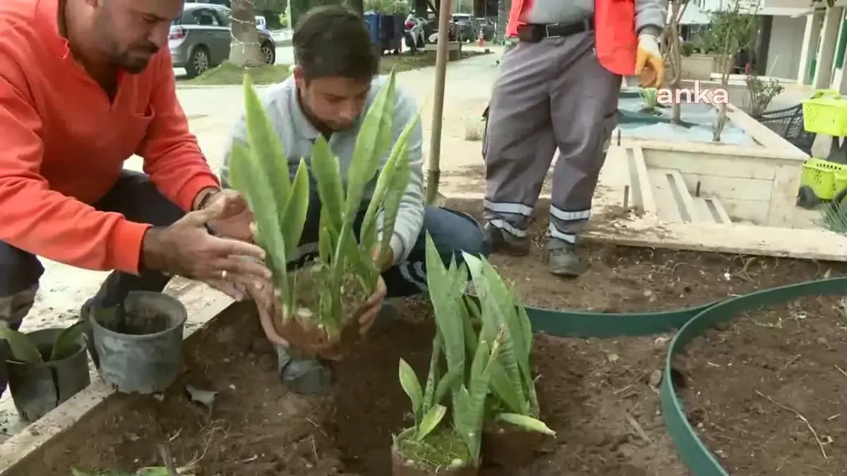 Antalya Büyükşehir Belediyesi, Konyaaltı Caddesi\'nde kurakçıl peyzaj çalışması yaptı