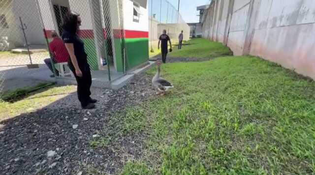 Brezilya'da Hapishanede Kaçışları Önlemek İçin Kaz Kullanılıyor Brezilya'da Hapishanede Kaçışları Önlemek İçin Kaz Kullanılıyor