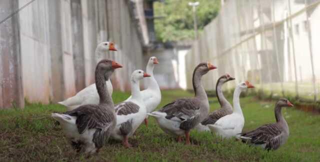 Brezilya'da Hapishanede Kaçışları Önlemek İçin Kaz Kullanılıyor Brezilya'da Hapishanede Kaçışları Önlemek İçin Kaz Kullanılıyor