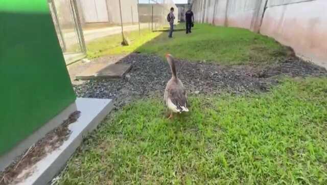 Brezilya'da Hapishanede Kaçışları Önlemek İçin Kaz Kullanılıyor Brezilya'da Hapishanede Kaçışları Önlemek İçin Kaz Kullanılıyor