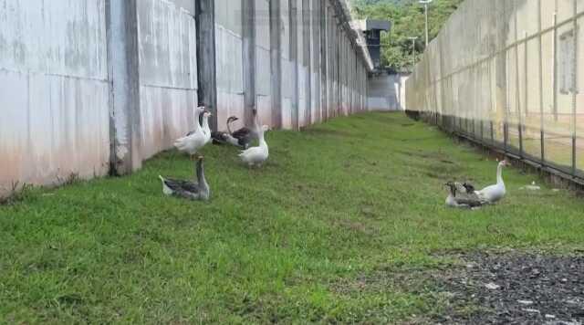Brezilya'da Hapishanede Kaçışları Önlemek İçin Kaz Kullanılıyor Brezilya'da Hapishanede Kaçışları Önlemek İçin Kaz Kullanılıyor