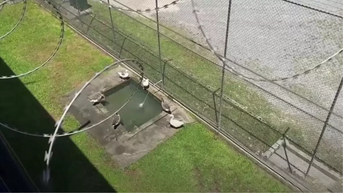 Brezilya\'da hapishane kaçışlarını \'ajan kazlar\' önlüyor