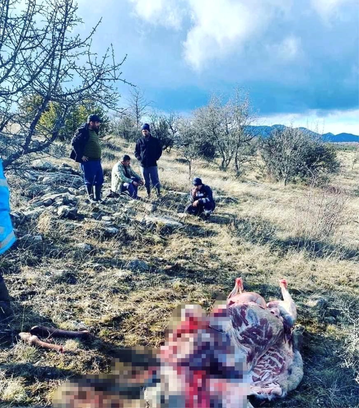 Ankara\'da kaçak kızıl geyik avlayan 6 kişi yakalandı