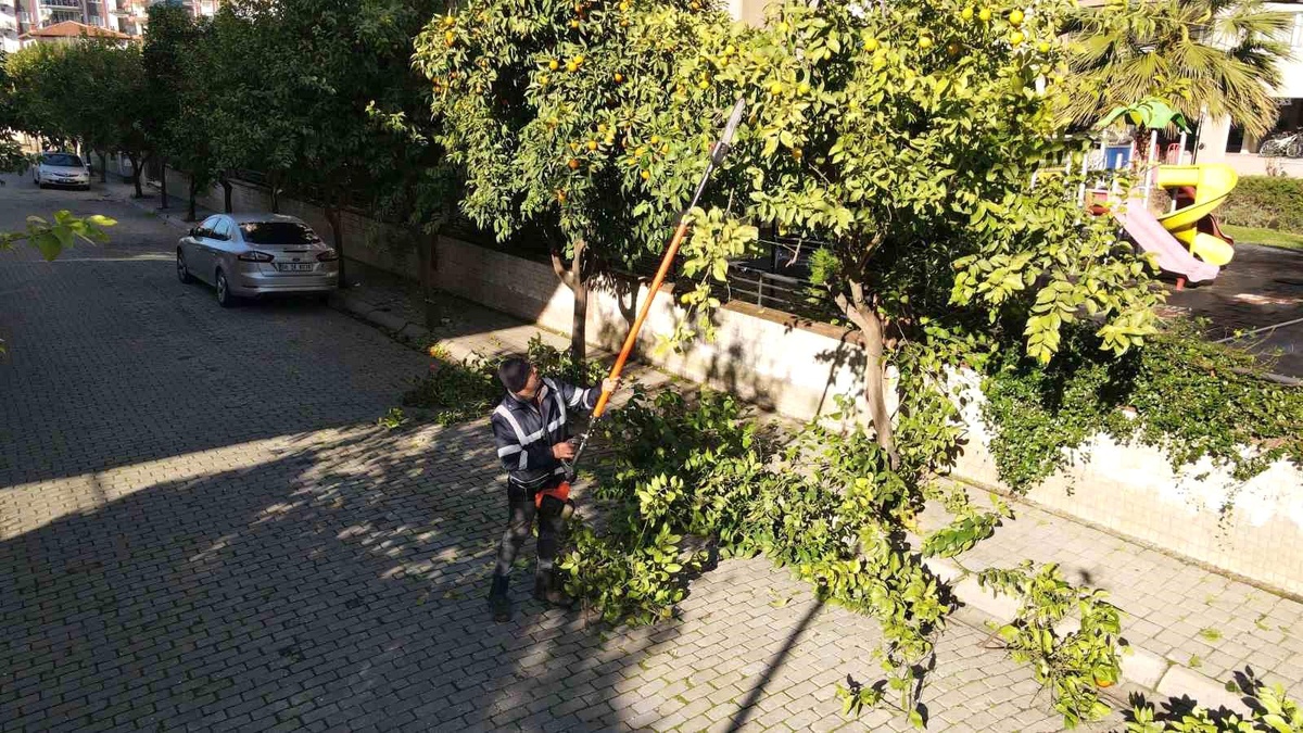 Efeler Belediyesi Ağaç Budama Çalışmalarına Devam Ediyor