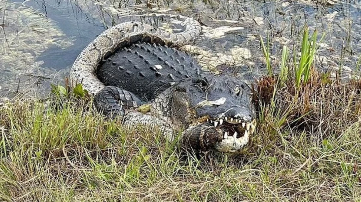 Florida\'da dev timsah piton yılanını böyle parçaladı
