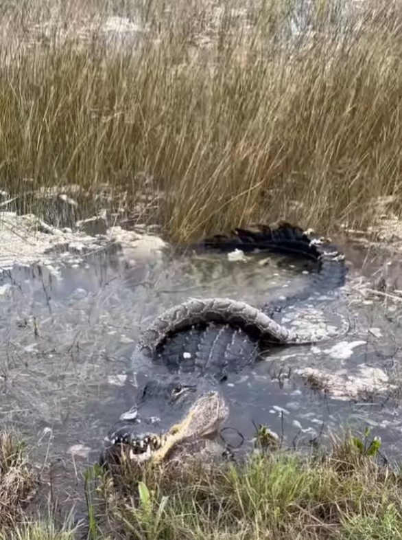 Florida'da dev timsah piton yılanını parçaladı