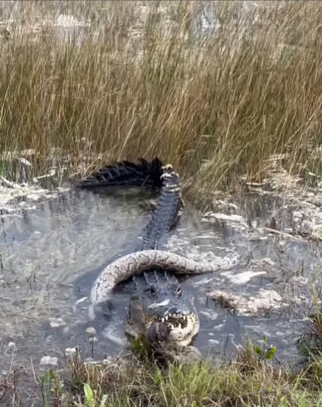 Florida'da dev timsah piton yılanını parçaladı