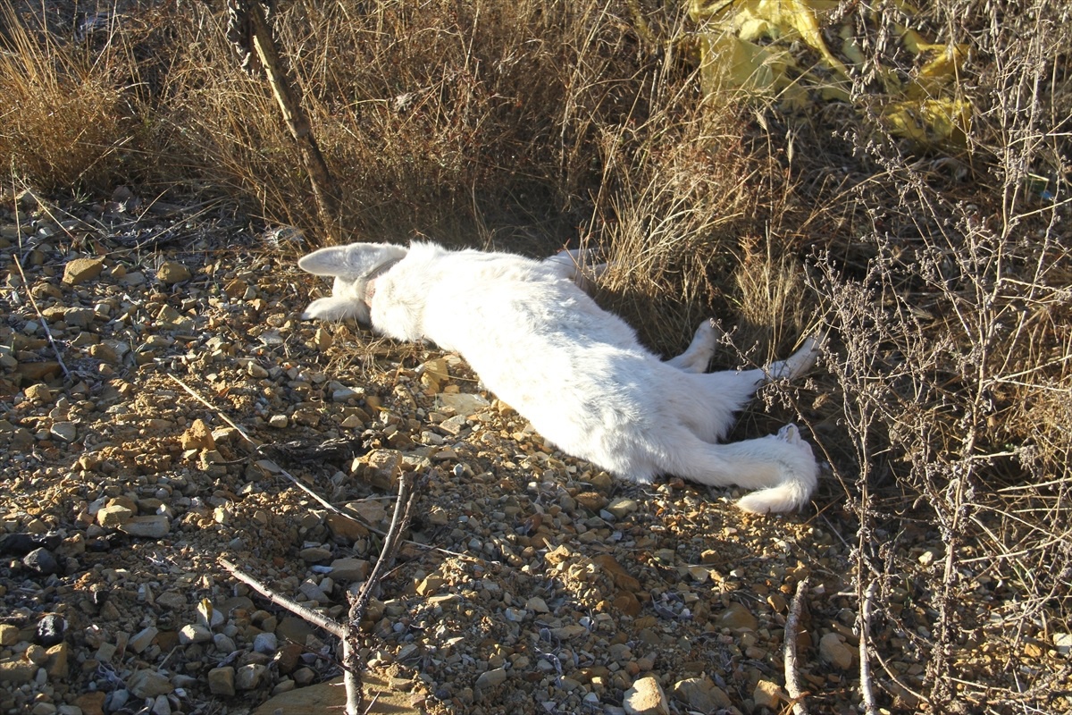 Köpeğe çarpan otomobil takla attı: 4 yaralı