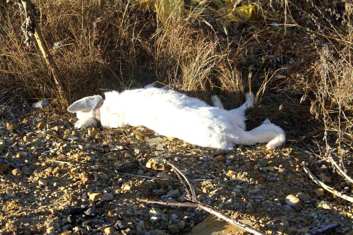 Köpeğe çarpan otomobil şarampole takla attı: 4 yaralı