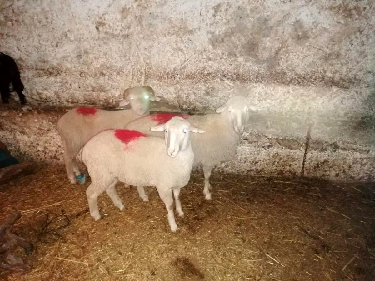 Eskişehir\'de koyun hırsızları yakalandı