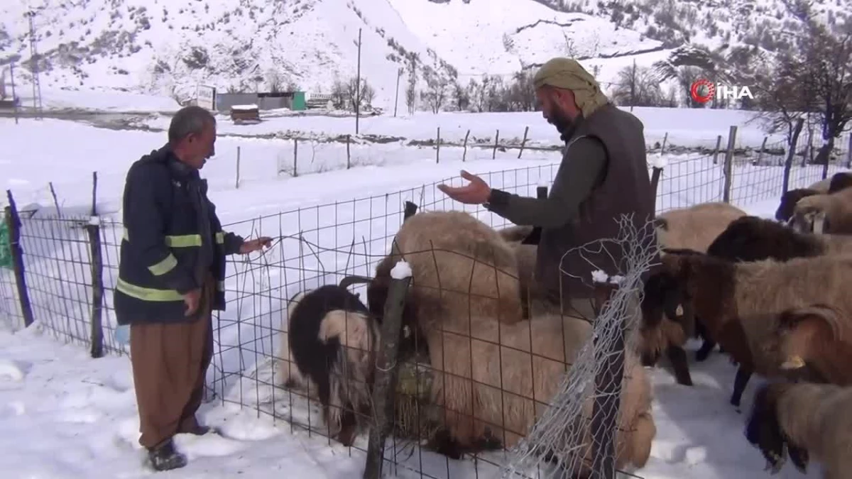 Şırnak\'ta besiciler kış şartlarında hayvanlarını kızakla besliyor