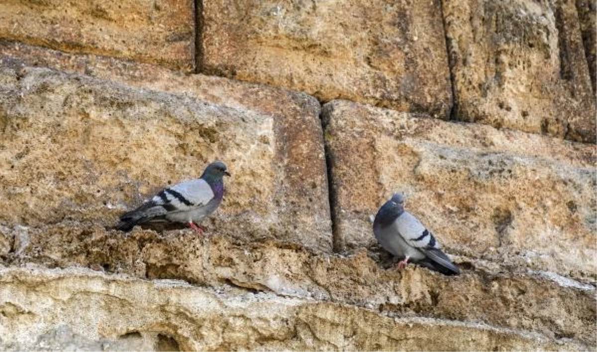 Antalya\'daki Üçkapılar\'a Güvercinlerin Dışkısı Zarar Veriyor