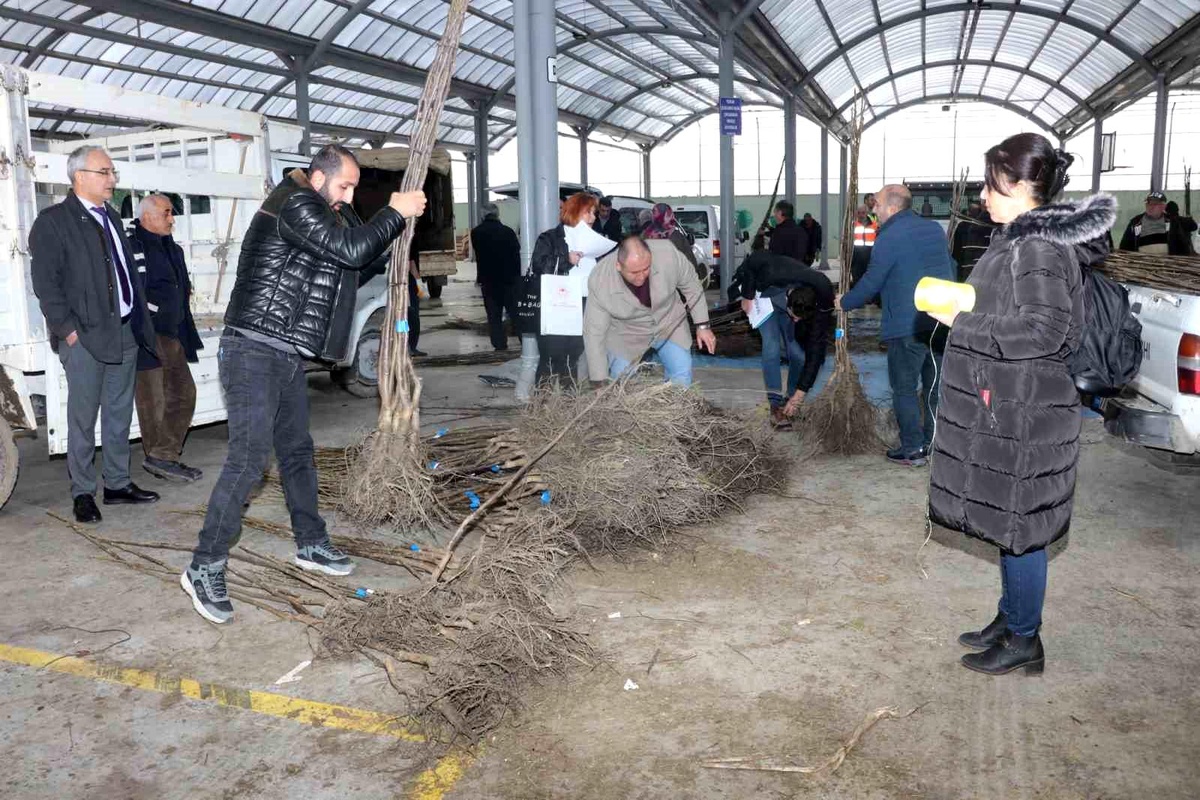 Yalova\'da Trabzon Hurması ve Ceviz Yetiştiriciliği Projesi