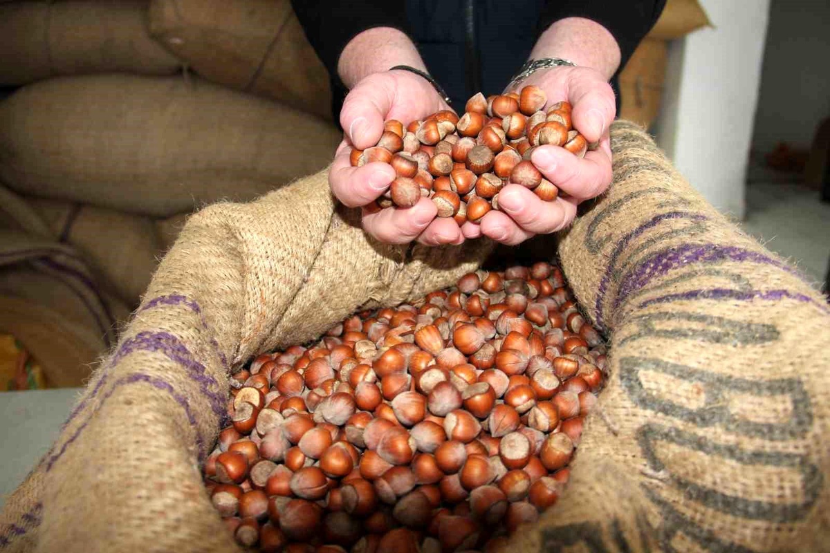 Fındık fiyatı yılbaşına günler kala 100 TL\'ye sabitlendi