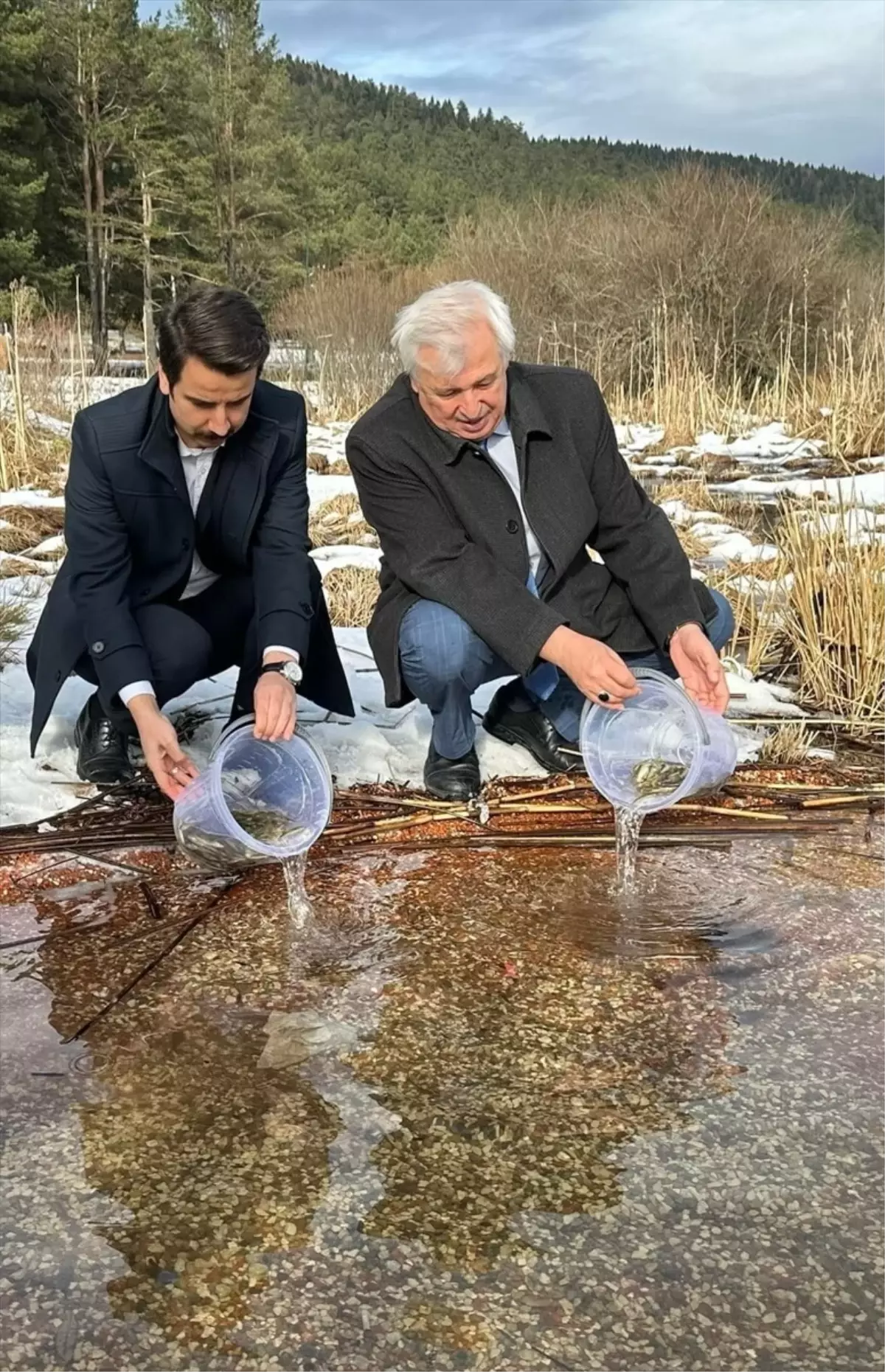 Abant Tabiat Parkı'na 3 Bin 500 Abant Alası Yavrusu Salındı