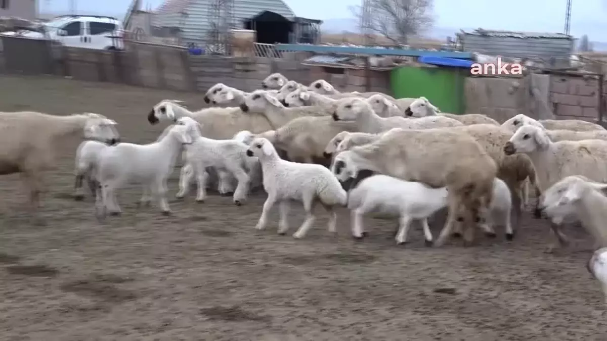 Küçükbaş Hayvancılıkta Üretici İşletmelerin Kapanması Devam Ediyor