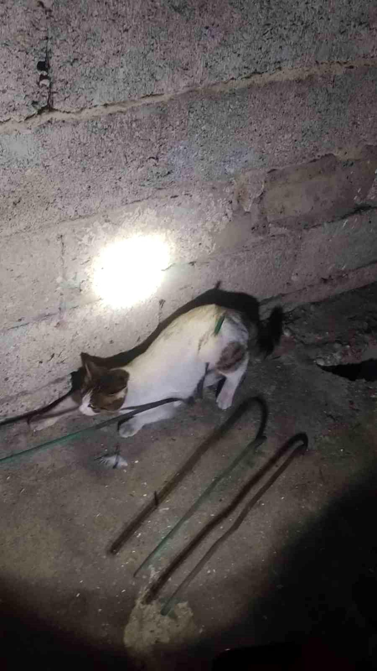 Adana\'da demire saplanan kedi itfaiye tarafından kurtarıldı