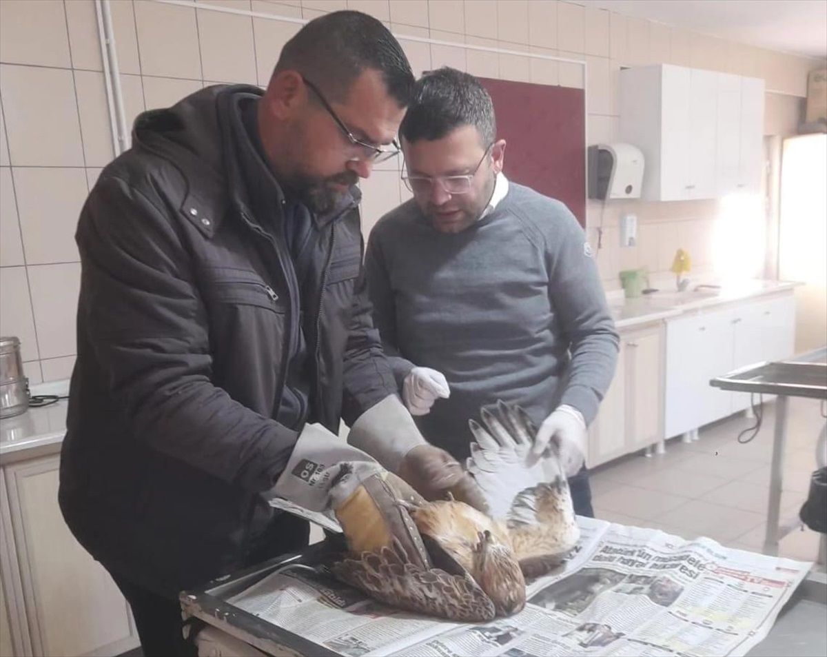 Kırşehir\'de yaralı kızıl şahin tedavi altına alındı