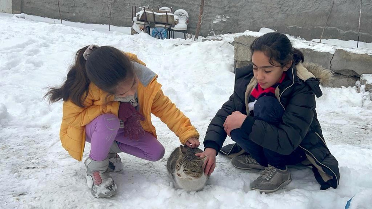 Ağrı\'da soğuk hava sokak hayvanlarını etkiliyor