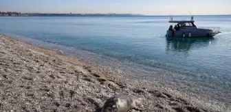 Antalya Konyaaltı Sahili'nde Yavru Akdeniz Foku Ölü Bulundu