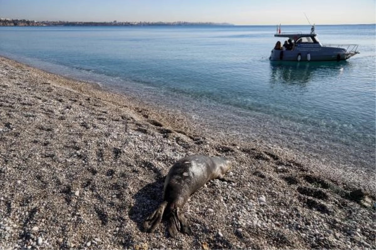 Antalya Konyaaltı Sahili\'nde Yavru Akdeniz Foku Ölü Bulundu