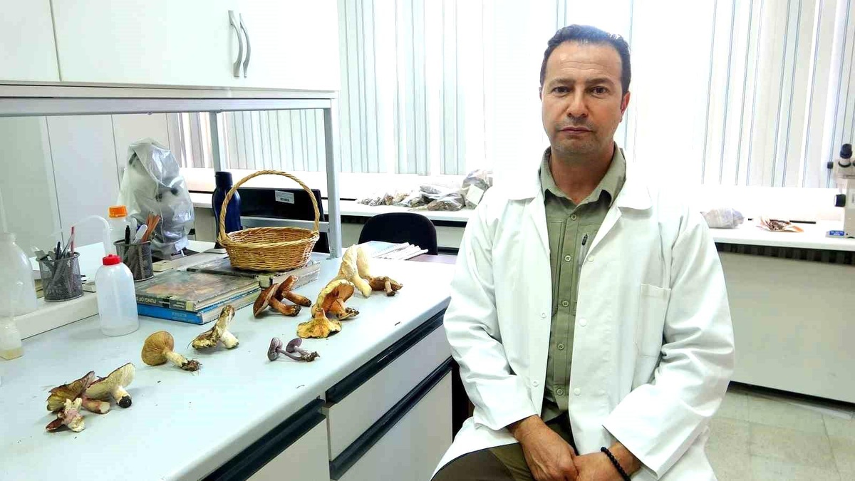 Yağışlarla birlikte mantar zehirlenmeleri artıyor