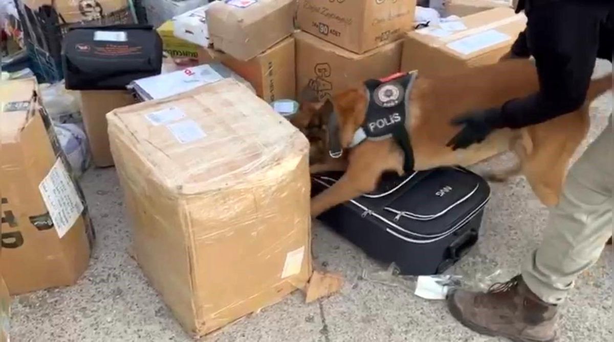 Osmaniye\'de 60 Kilo Skunk Ele Geçirildi