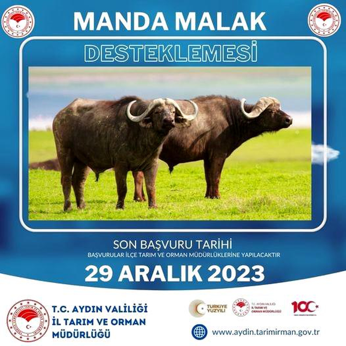 Aydın\'da Manda ve Malak Destekleme Başvuruları İçin Son Tarih Açıklandı
