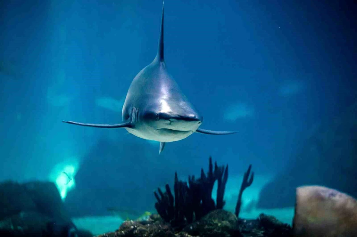 Avustralya\'da Ethel Plajı yakınlarında köpekbalığı saldırısı: 1 kişi hayatını kaybetti