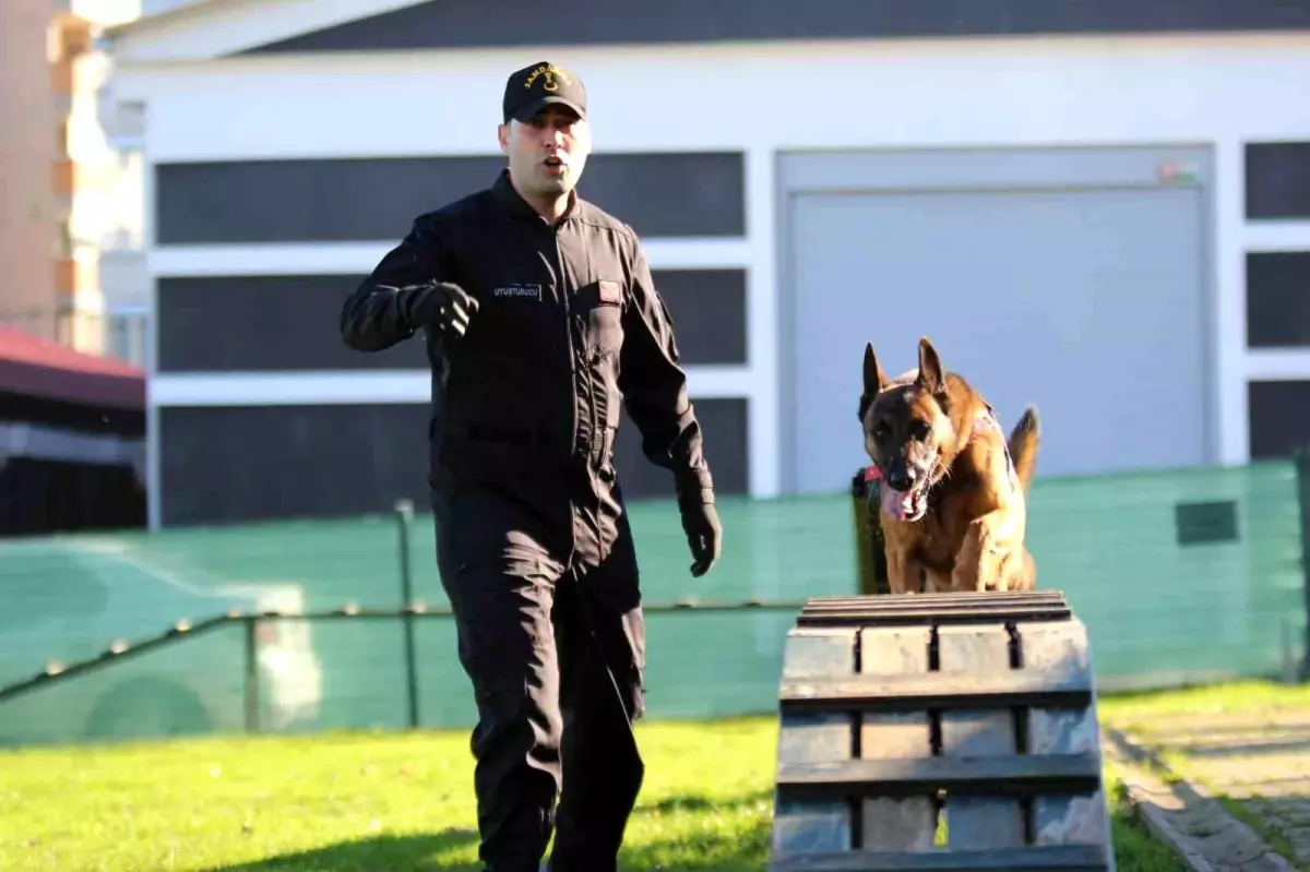 Trabzon\'da narkotik köpekleri uyuşturucu satıcılarının kabusu