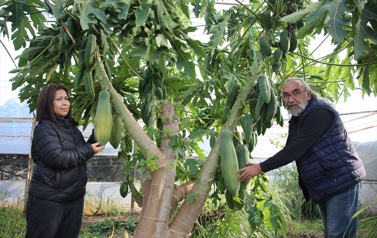 Antalya\'da Papaya Üretimi: İç Pazarın Yanı Sıra 3 Ülkeye İhracat