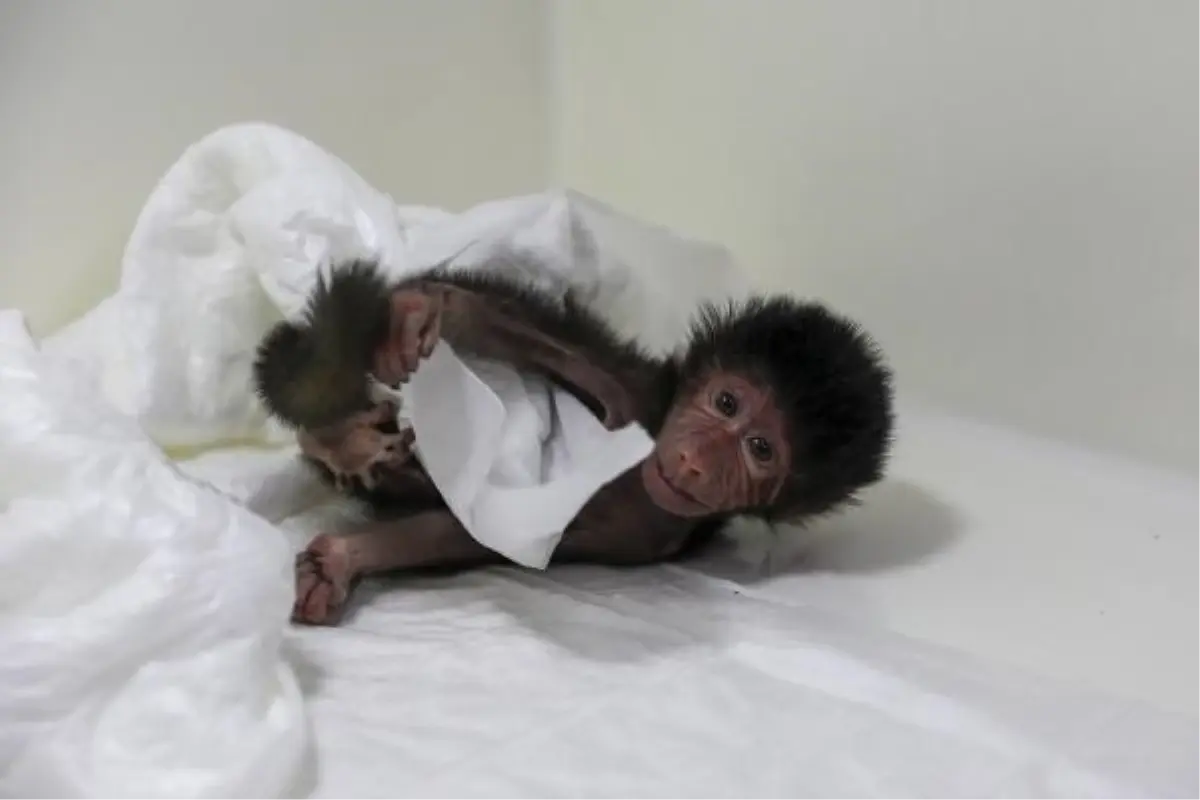 Tarsus Doğa Parkı'nda Annenin Kabul Etmediği Babuna Görevliler Sahip Çıkıyor