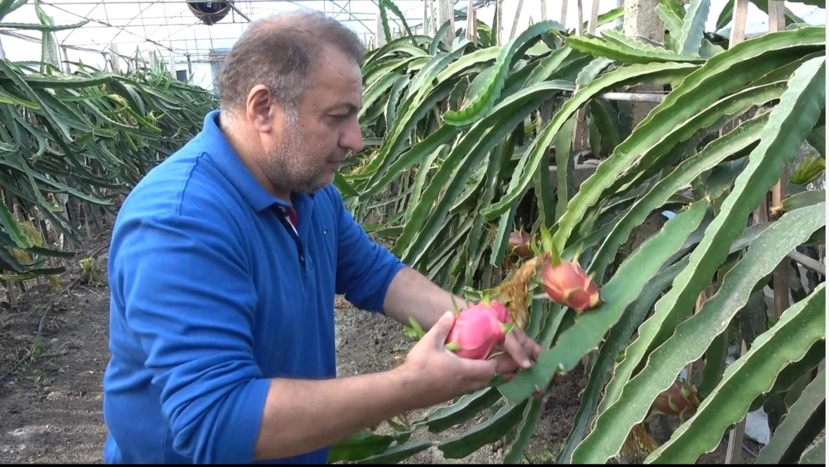 Bilecik\'te Berber Mehmet Kılıç, Ejder Meyvesi Üretiminde Seri Üretime Geçti