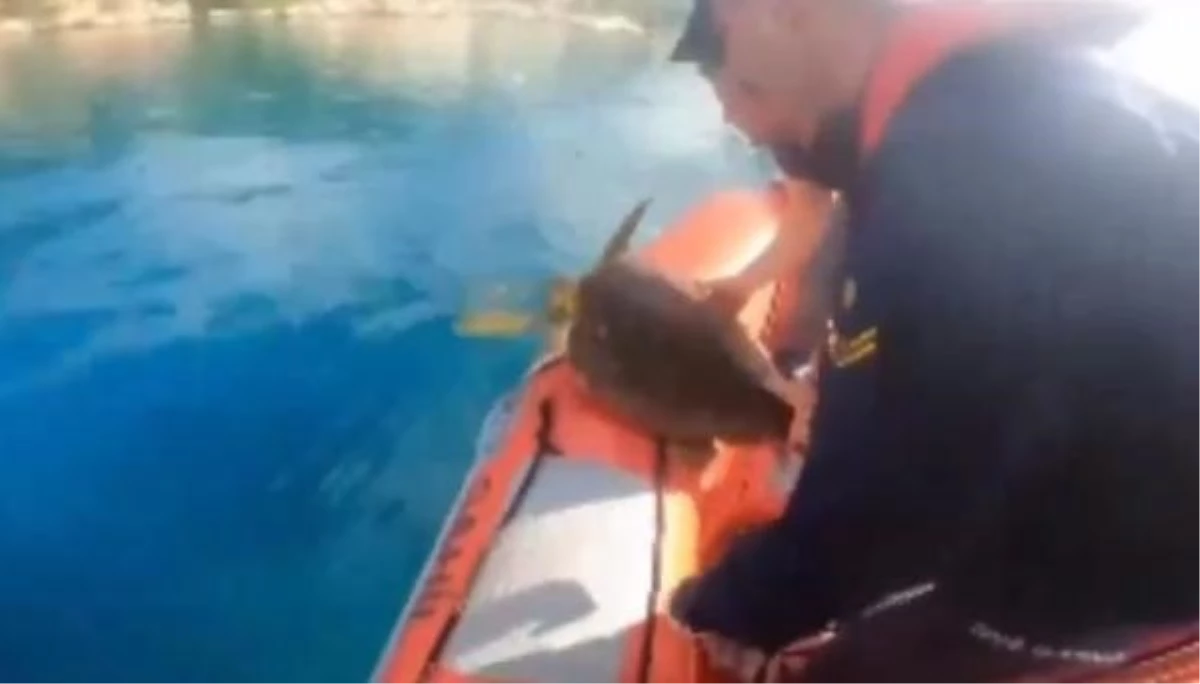Kaş Yat Limanı\'nda Misinaya Dolanan Kaplumbağa Kurtarıldı
